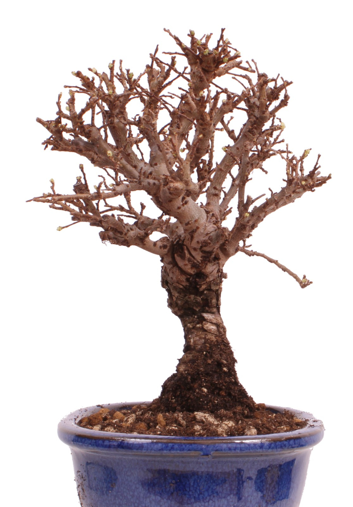 Bonsai - Ulmus parvifolia 'Nire', Chinesische Ulme, Korkulme aus Japan 229/119