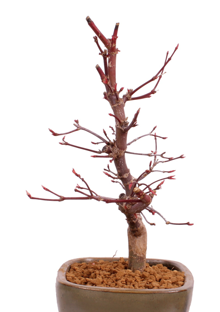Bonsai - Acer palmatum 'Deshojo', roter Fächerahorn aus Japan 229/11