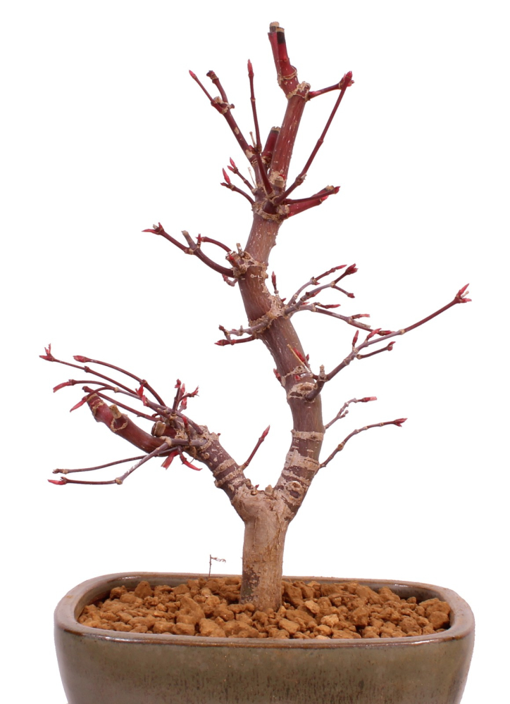 Bonsai - Acer palmatum 'Deshojo', roter Fächerahorn aus Japan 229/11