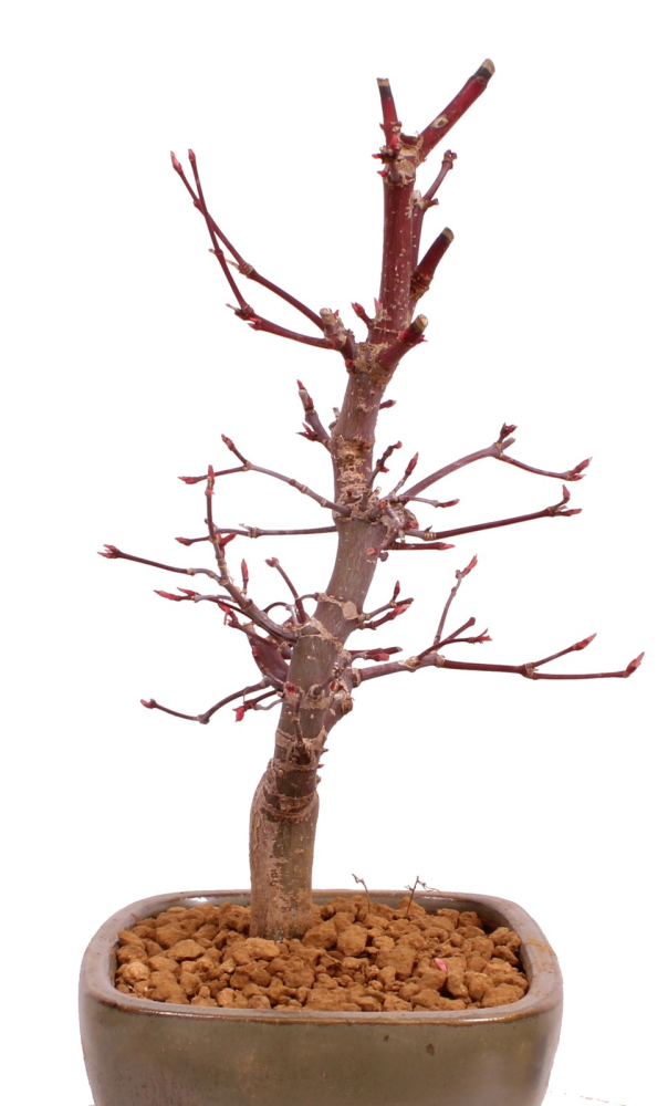 Bonsai - Acer palmatum 'Deshojo', roter Fächerahorn aus Japan 229/11