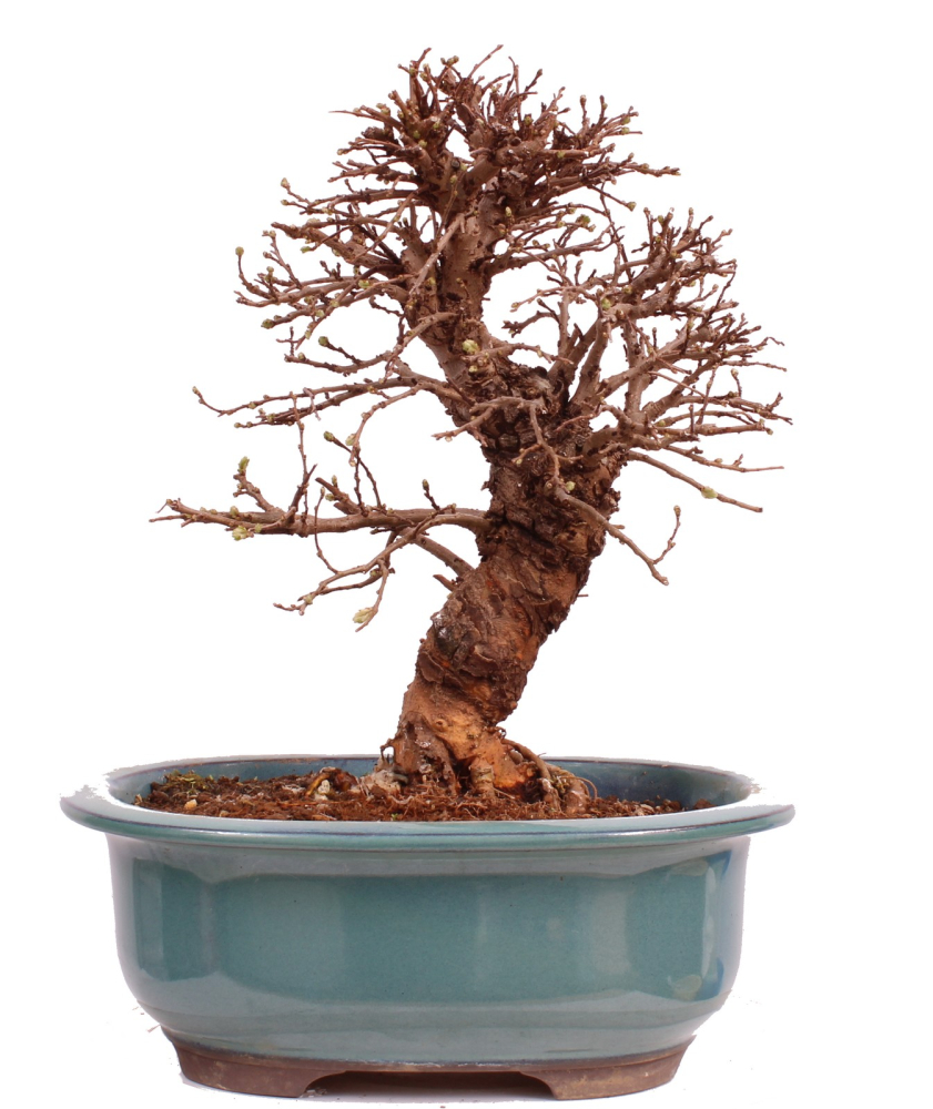 Bonsai - Ulmus parvifolia 'Nire', Chinesische Ulme, Korkulme aus Japan 229/120