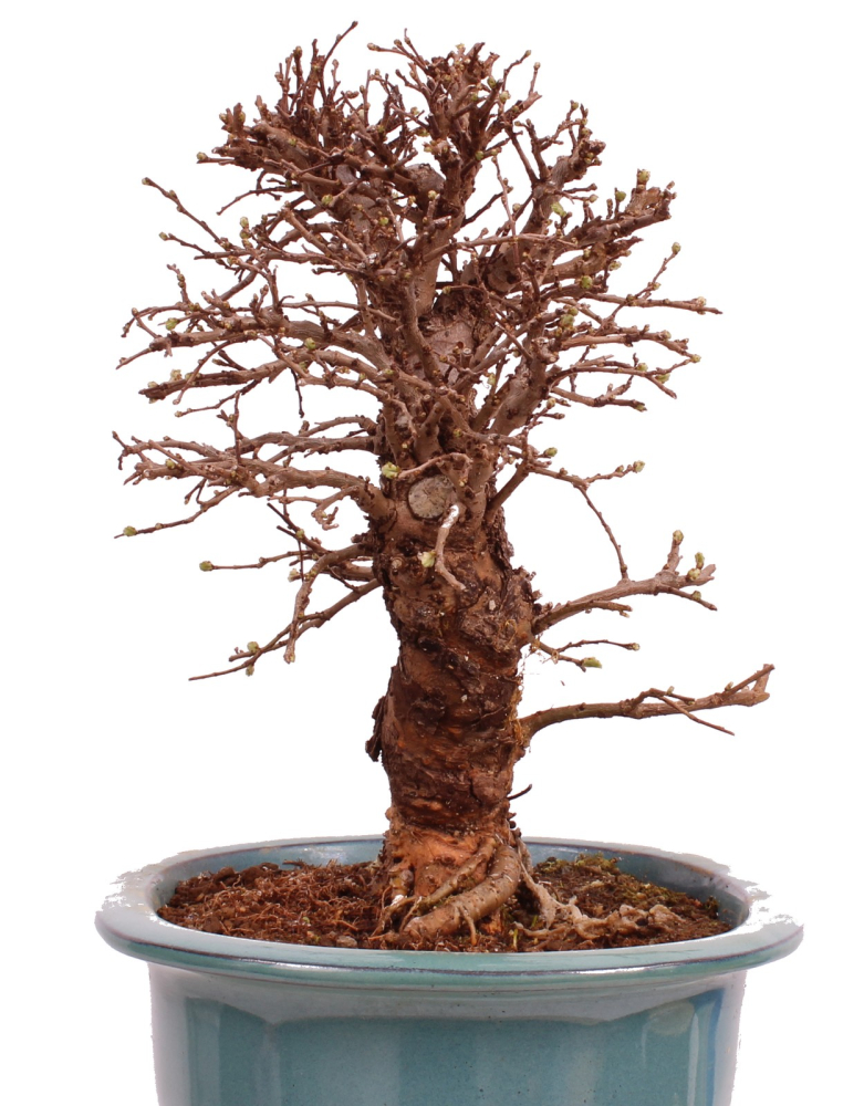 Bonsai - Ulmus parvifolia 'Nire', Chinesische Ulme, Korkulme aus Japan 229/120