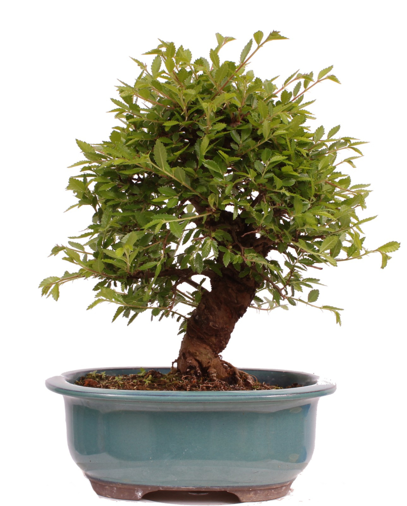 Bonsai - Ulmus parvifolia 'Nire', Chinesische Ulme, Korkulme aus Japan 229/120