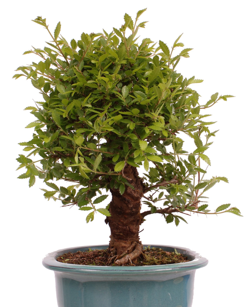 Bonsai - Ulmus parvifolia 'Nire', Chinesische Ulme, Korkulme aus Japan 229/120