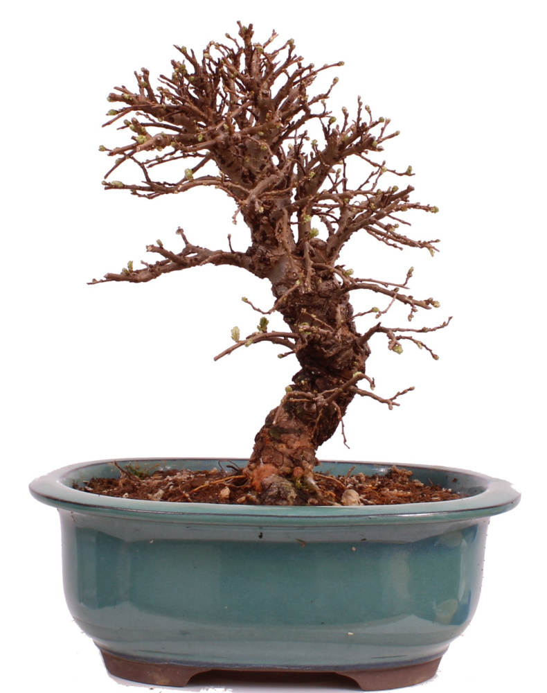 Bonsai - Ulmus parvifolia 'Nire', Chinesische Ulme, Korkulme aus Japan 229/122