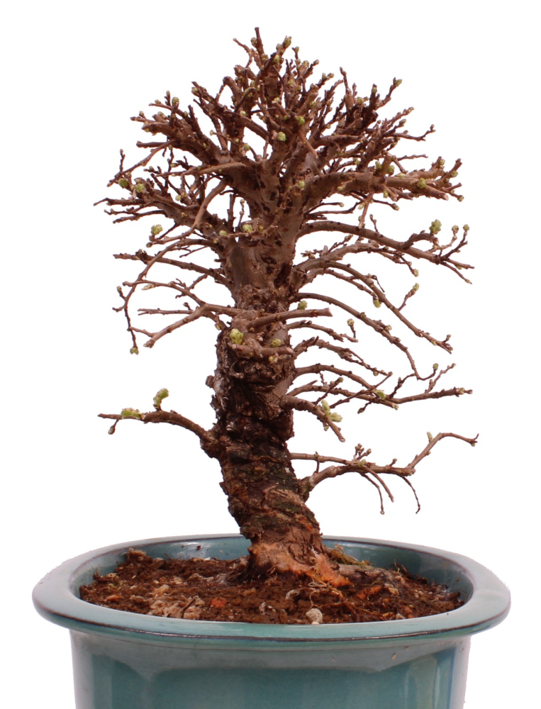 Bonsai - Ulmus parvifolia 'Nire', Chinesische Ulme, Korkulme aus Japan 229/122