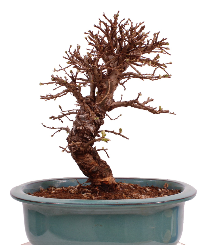 Bonsai - Ulmus parvifolia 'Nire', Chinesische Ulme, Korkulme aus Japan 229/122