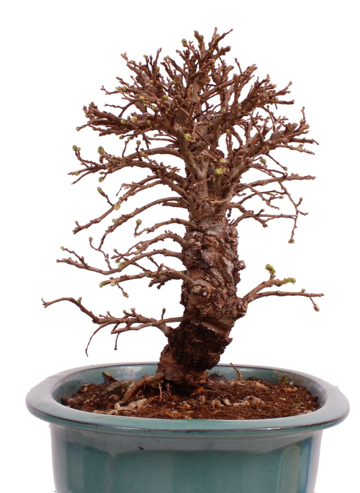 Bonsai - Ulmus parvifolia 'Nire', Chinesische Ulme, Korkulme aus Japan 229/122