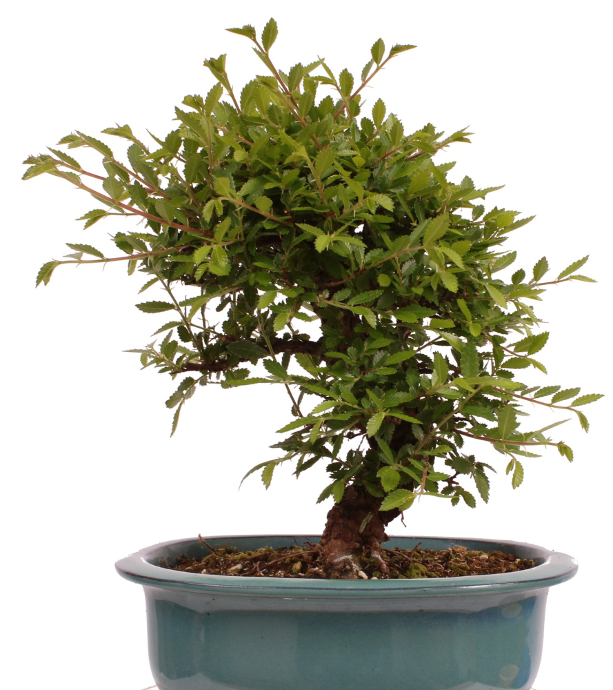Bonsai - Ulmus parvifolia 'Nire', Chinesische Ulme, Korkulme aus Japan 229/122