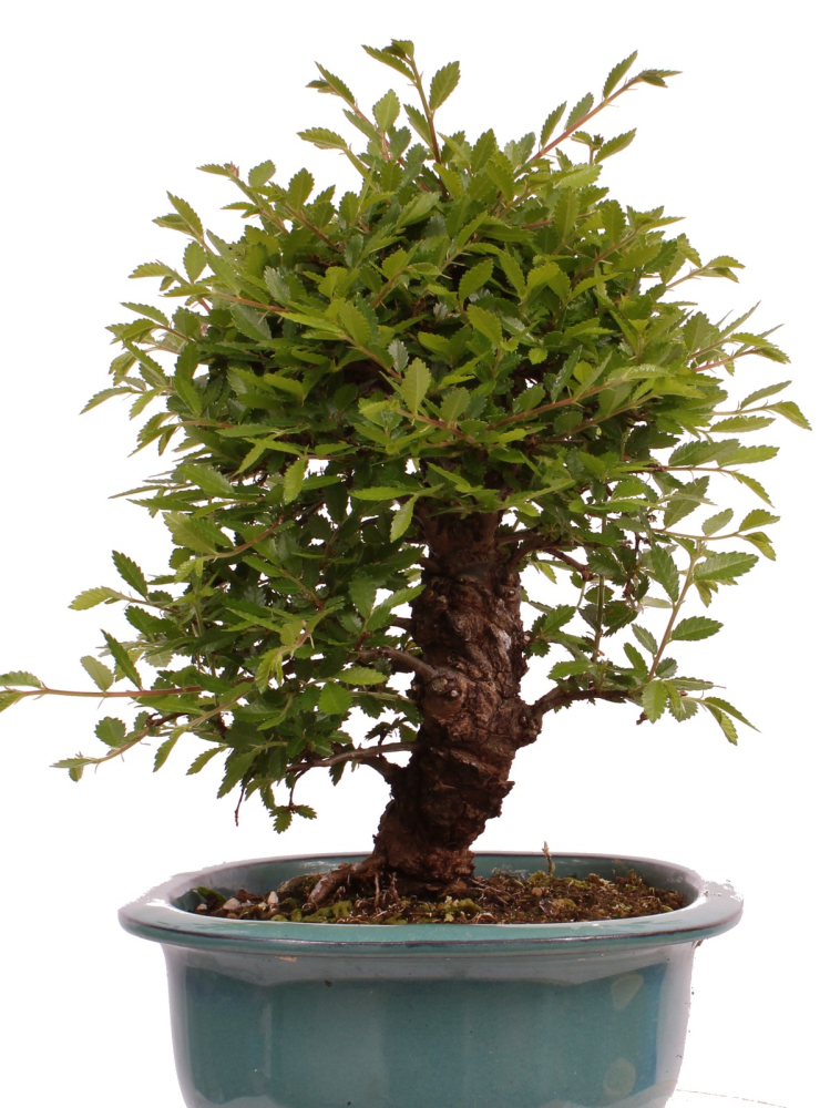Bonsai - Ulmus parvifolia 'Nire', Chinesische Ulme, Korkulme aus Japan 229/122