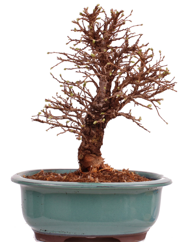 Bonsai - Ulmus parvifolia 'Nire', Chinesische Ulme, Korkulme aus Japan 229/123