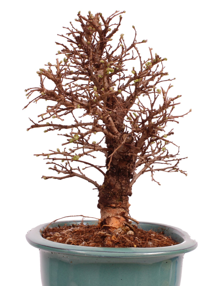 Bonsai - Ulmus parvifolia 'Nire', Chinesische Ulme, Korkulme aus Japan 229/123