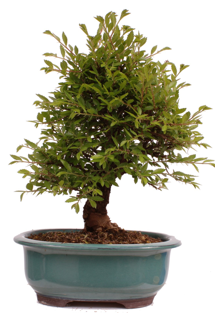 Bonsai - Ulmus parvifolia 'Nire', Chinesische Ulme, Korkulme aus Japan 229/123