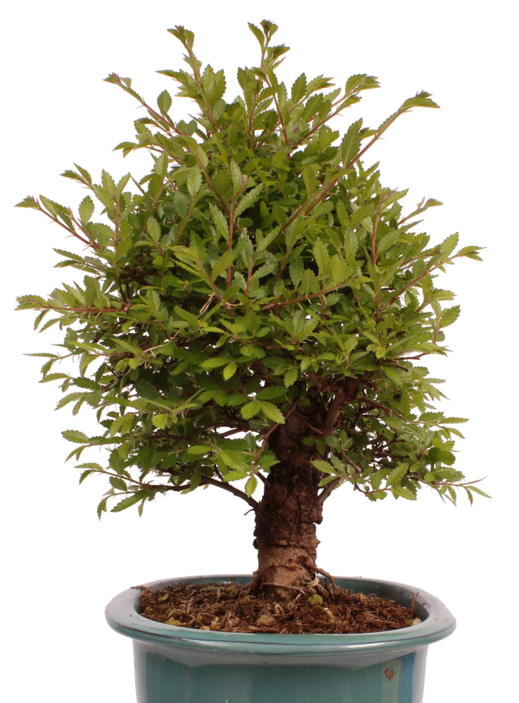Bonsai - Ulmus parvifolia 'Nire', Chinesische Ulme, Korkulme aus Japan 229/123