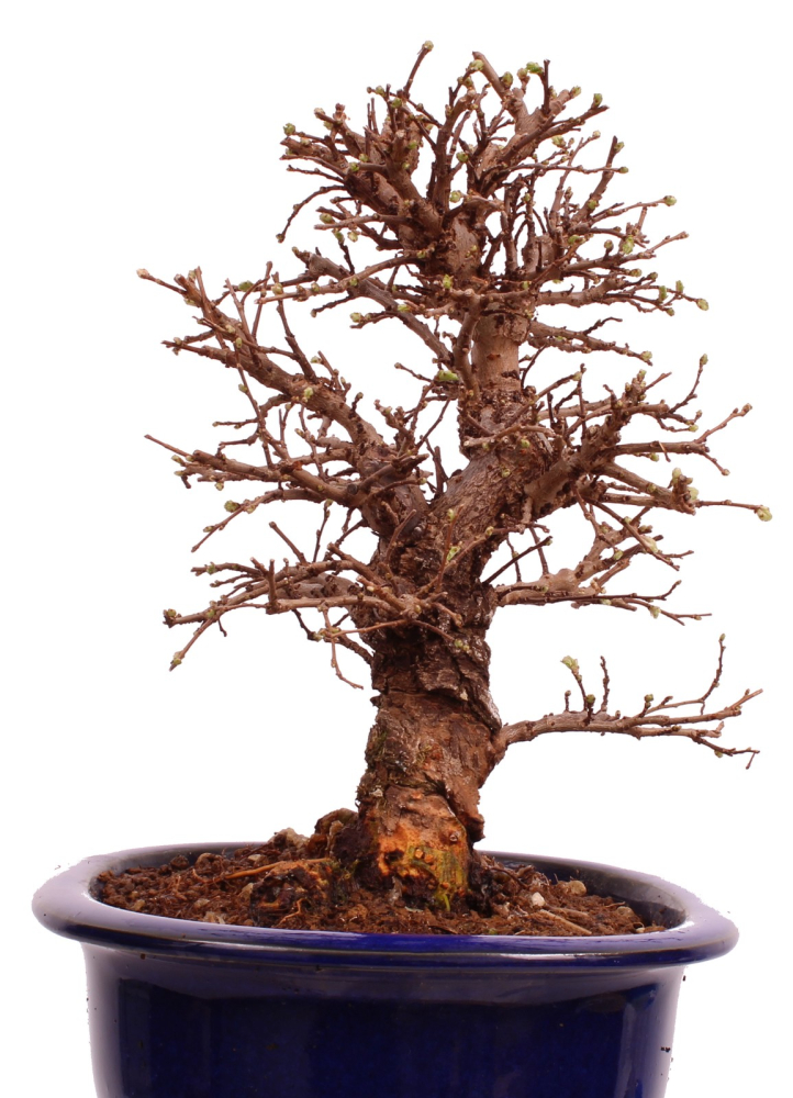 Bonsai - Ulmus parvifolia 'Nire', Chinesische Ulme, Korkulme aus Japan 229/124