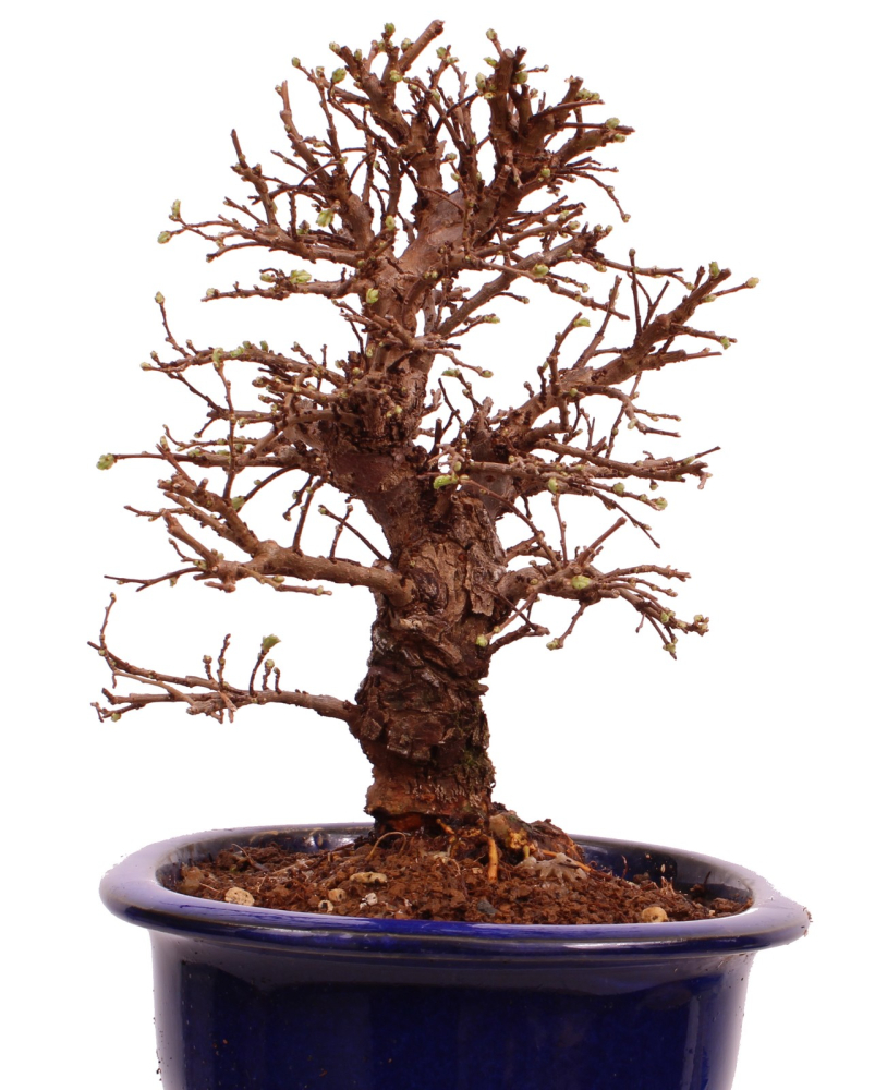 Bonsai - Ulmus parvifolia 'Nire', Chinesische Ulme, Korkulme aus Japan 229/124