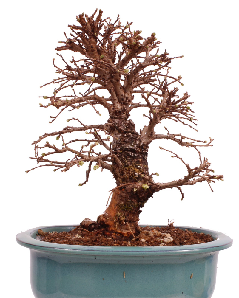 Bonsai - Ulmus parvifolia 'Nire', Chinesische Ulme, Korkulme aus Japan 229/125