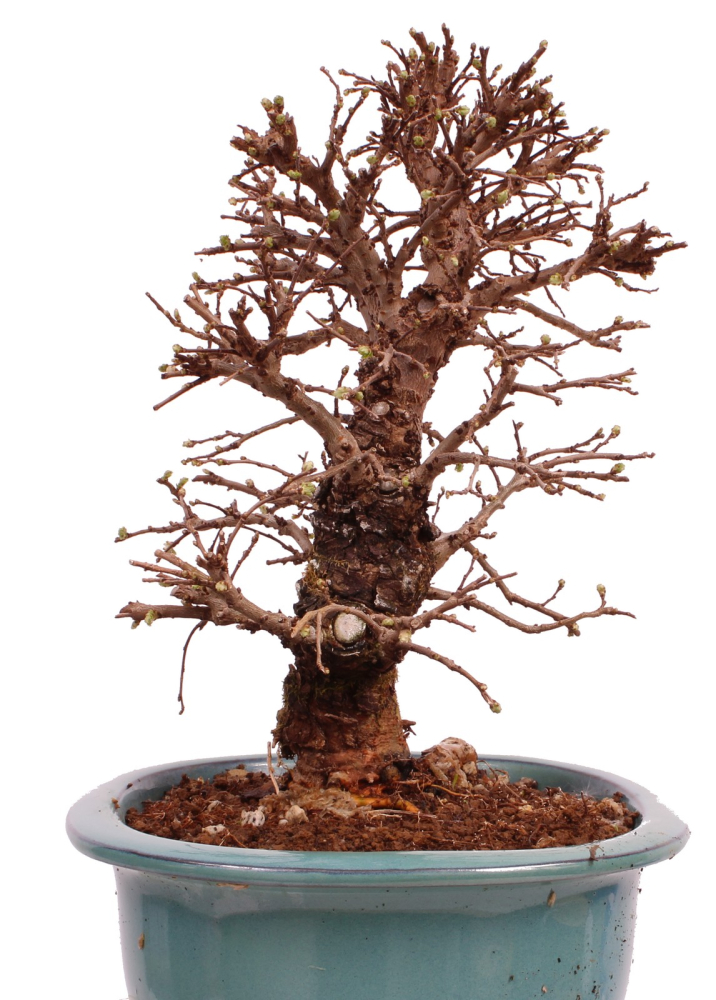 Bonsai - Ulmus parvifolia 'Nire', Chinesische Ulme, Korkulme aus Japan 229/125