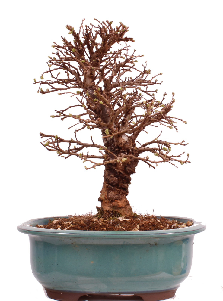 Bonsai - Ulmus parvifolia 'Nire', Chinesische Ulme, Korkulme aus Japan 229/126