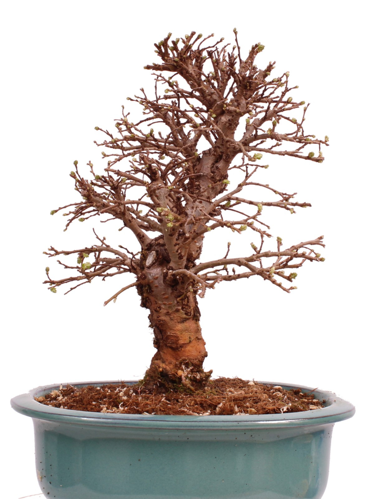 Bonsai - Ulmus parvifolia 'Nire', Chinesische Ulme, Korkulme aus Japan 229/126