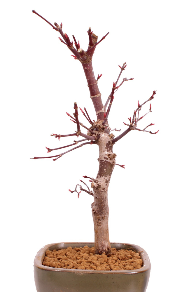 Bonsai - Acer palmatum 'Deshojo', roter Fächerahorn aus Japan 229/12