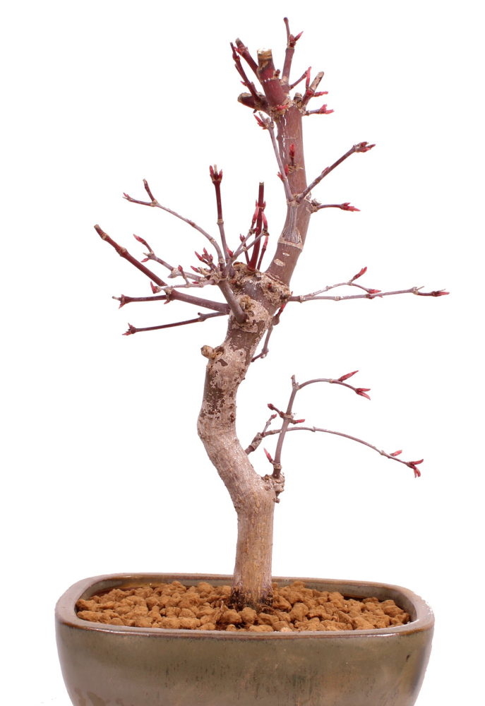 Bonsai - Acer palmatum 'Deshojo', roter Fächerahorn aus Japan 229/12