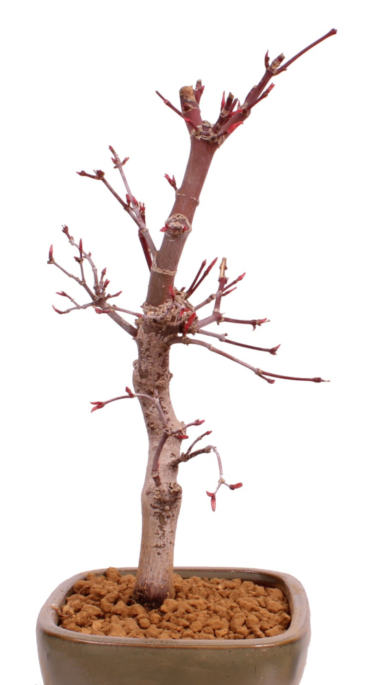 Bonsai - Acer palmatum 'Deshojo', roter Fächerahorn aus Japan 229/12