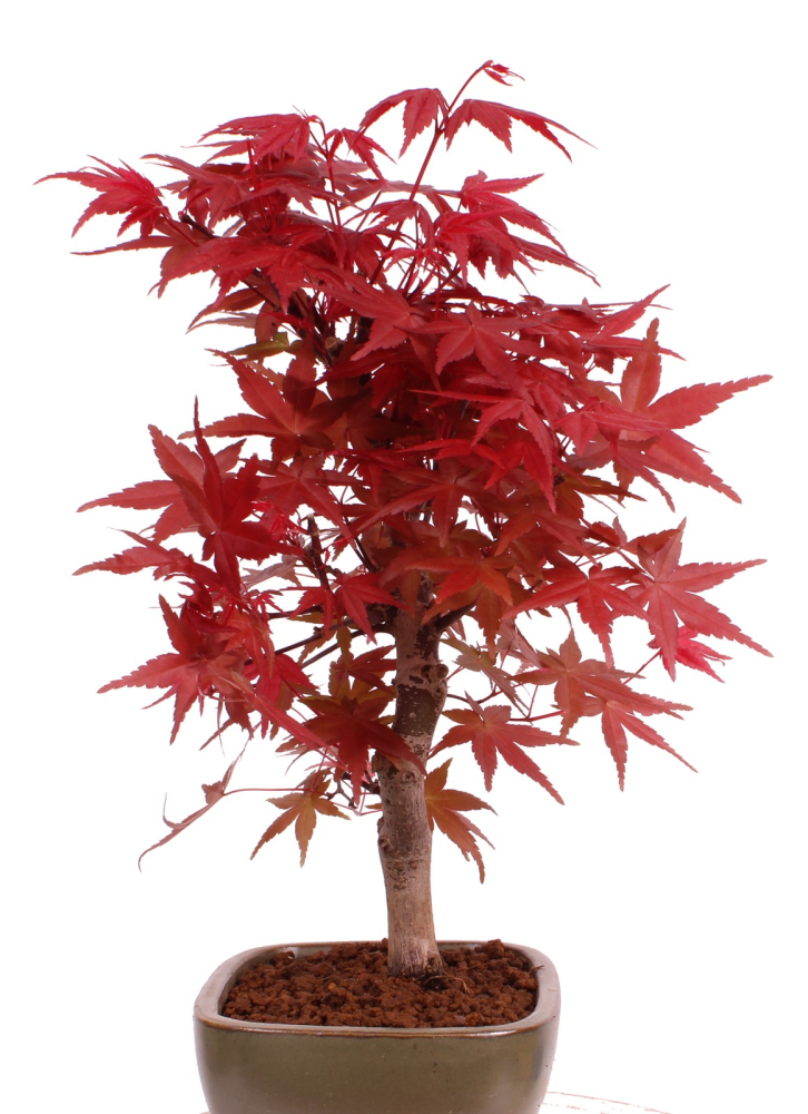Bonsai - Acer palmatum 'Deshojo', roter Fächerahorn aus Japan 229/12