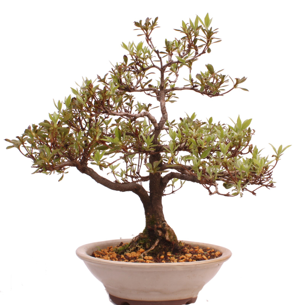 Bonsai Japanische Satsuki Azalee 'Reiko' Rhododendron indicum 229/132