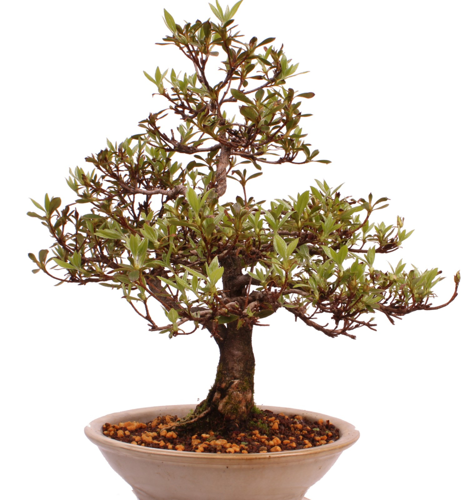 Bonsai Japanische Satsuki Azalee 'Reiko' Rhododendron indicum 229/132