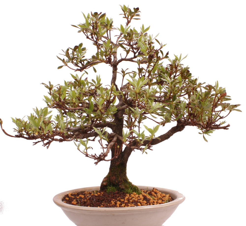 Bonsai Japanische Satsuki Azalee 'Reiko' Rhododendron indicum 229/132