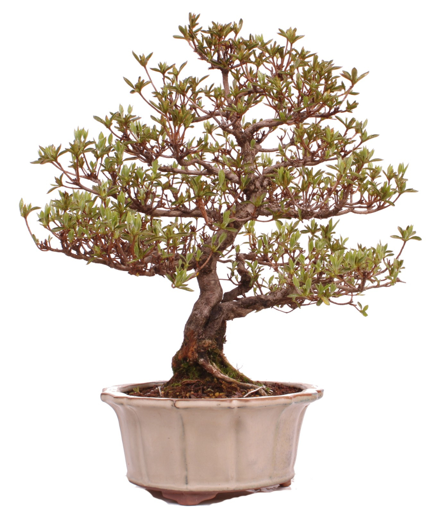 Bonsai Japanische Satsuki Azalee 'Suzukaze' Rhododendron indicum 229/133