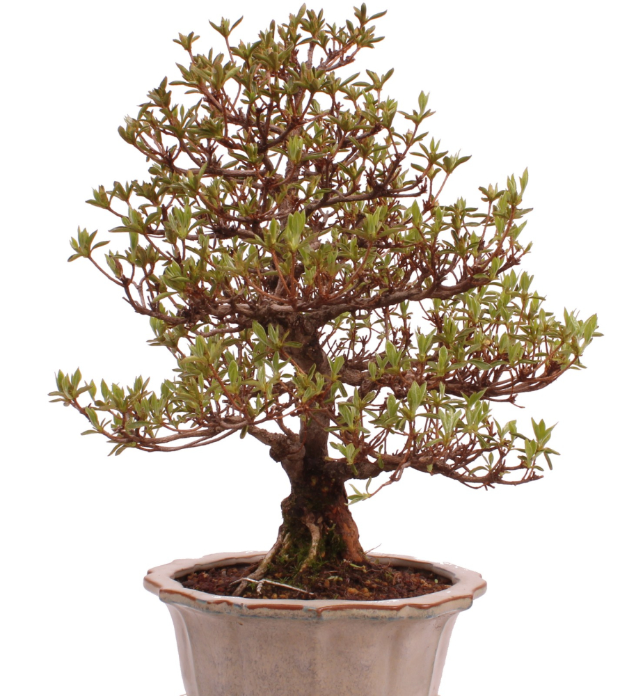 Bonsai Japanische Satsuki Azalee 'Suzukaze' Rhododendron indicum 229/133