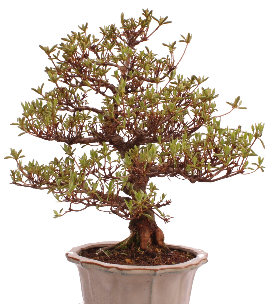 Bonsai Japanische Satsuki Azalee 'Suzukaze' Rhododendron indicum 229/133