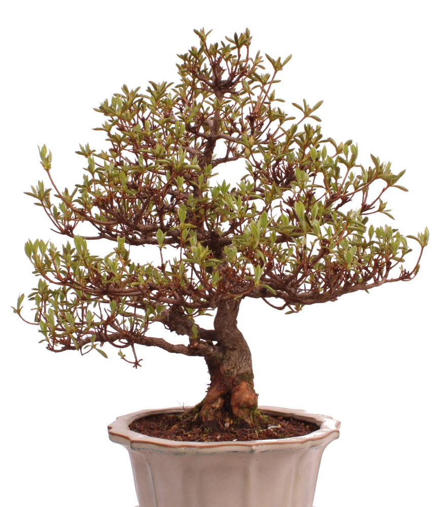 Bonsai Japanische Satsuki Azalee 'Suzukaze' Rhododendron indicum 229/133