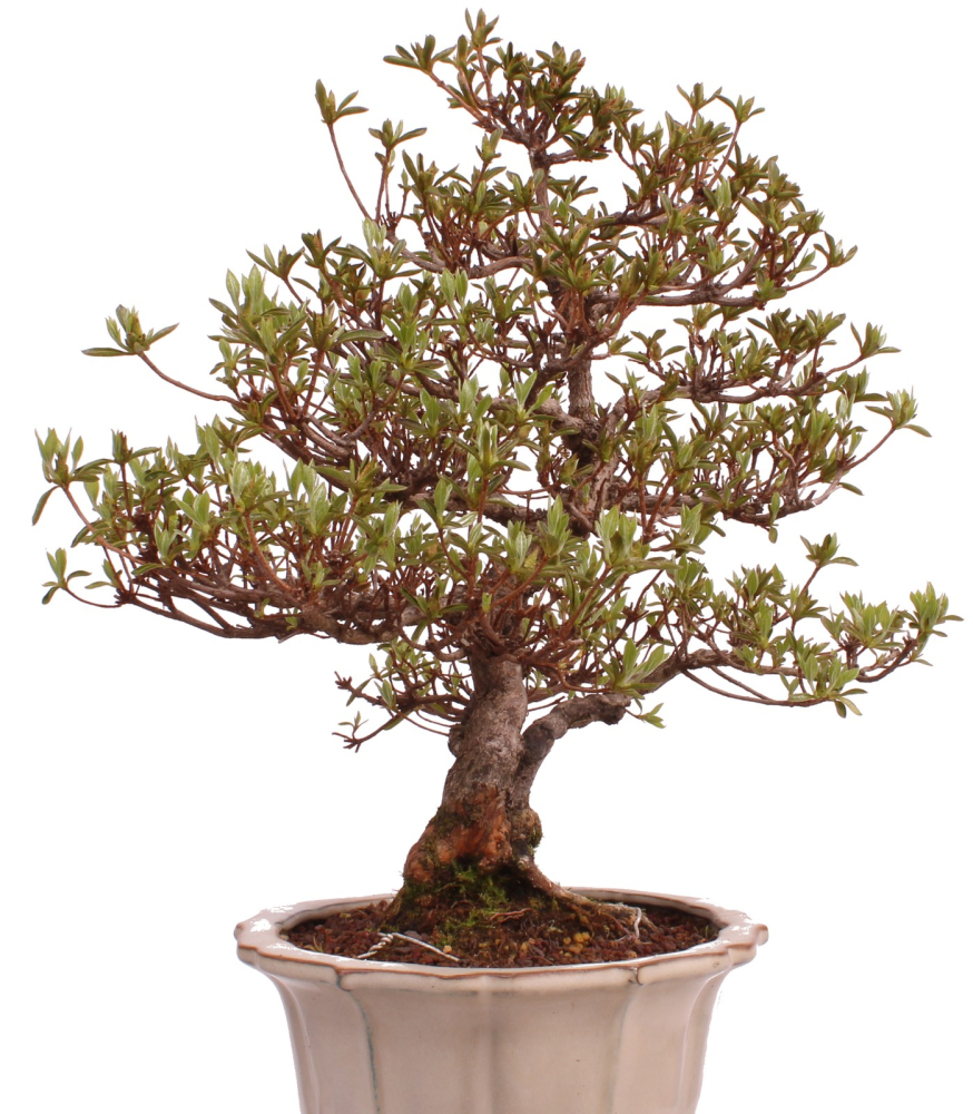Bonsai Japanische Satsuki Azalee 'Suzukaze' Rhododendron indicum 229/133