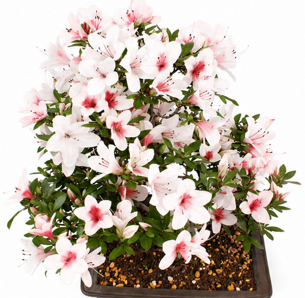 Bonsai Japanische Satsuki Azalee 'Hi-no-Maru' Rhododendron indicum 229/134