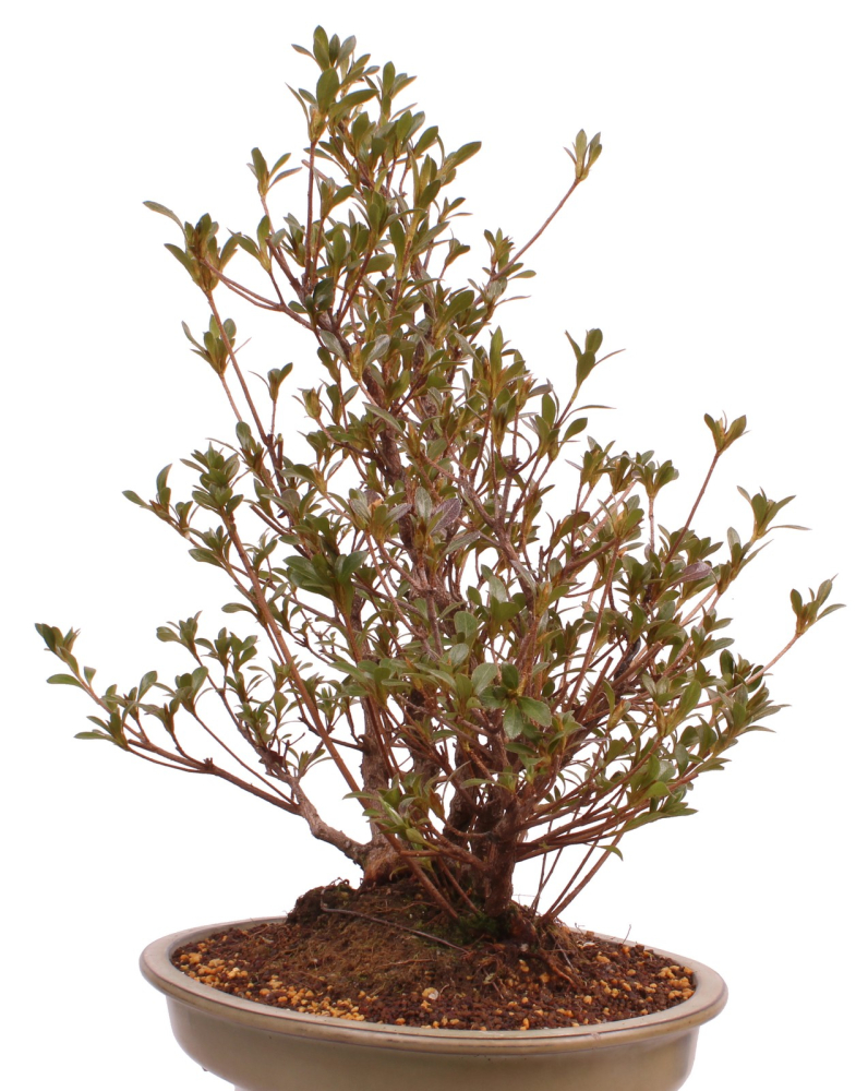 Bonsai Japanische Satsuki Azalee 'Hanabin' Rhododendron indicum 229/136