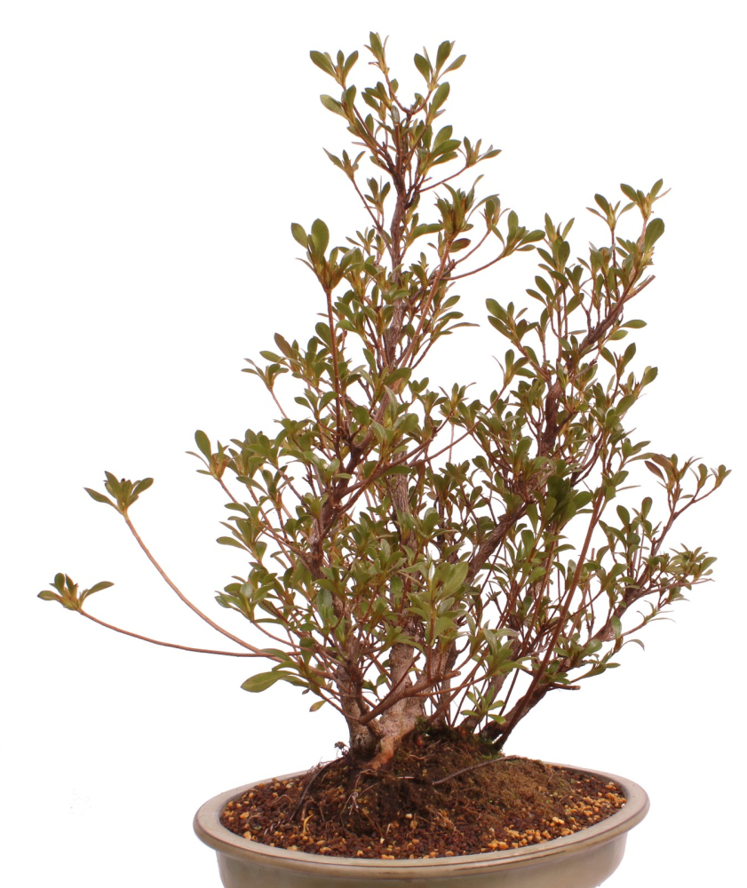 Bonsai Japanische Satsuki Azalee 'Hanabin' Rhododendron indicum 229/136