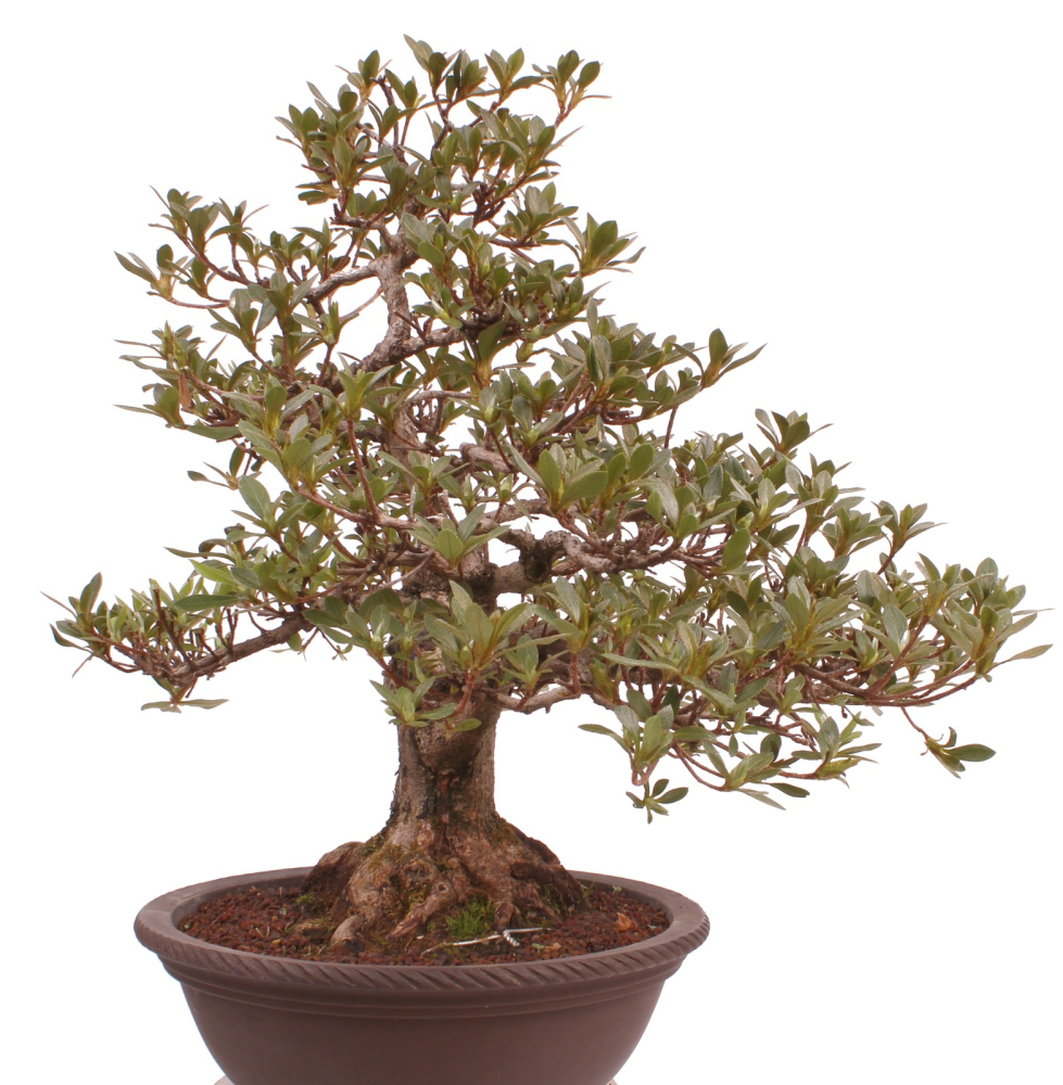 Bonsai Japanische Satsuki Azalee 'Megumi' Rhododendron indicum 229/137