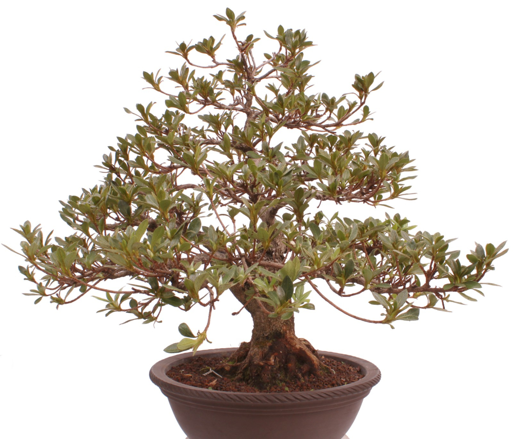 Bonsai Japanische Satsuki Azalee 'Megumi' Rhododendron indicum 229/137