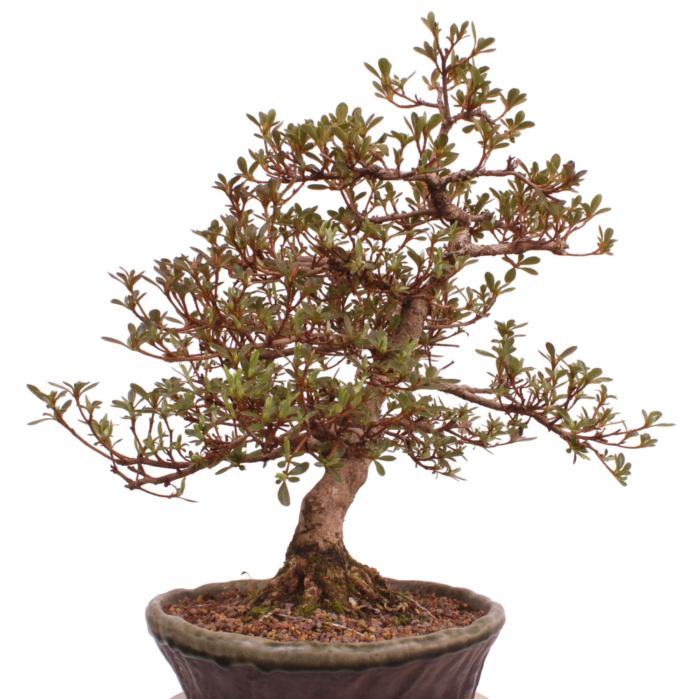 Bonsai Japanische Satsuki Azalee 'Mirei' Rhododendron indicum 229/138