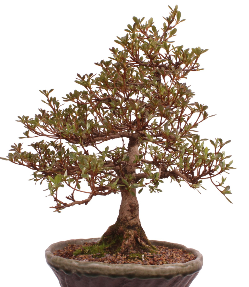 Bonsai Japanische Satsuki Azalee 'Mirei' Rhododendron indicum 229/138