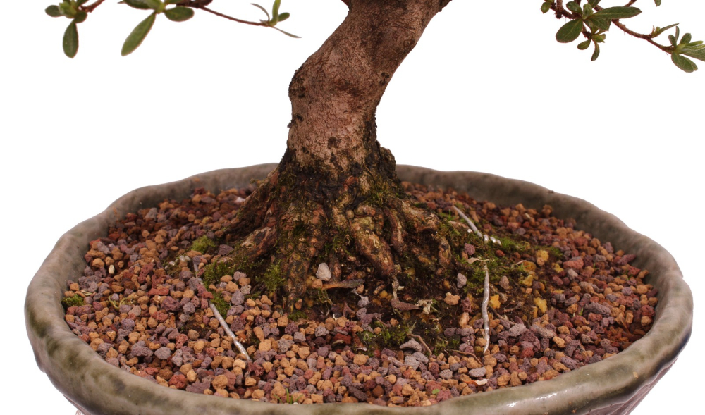 Bonsai Japanische Satsuki Azalee 'Mirei' Rhododendron indicum 229/138