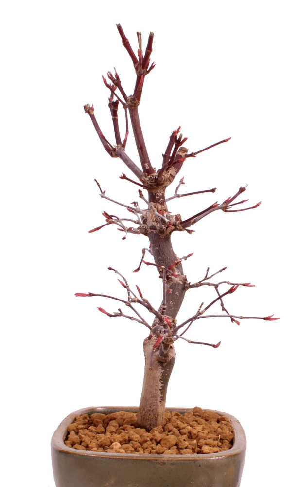 Bonsai - Acer palmatum 'Deshojo', roter Fächerahorn aus Japan 229/13