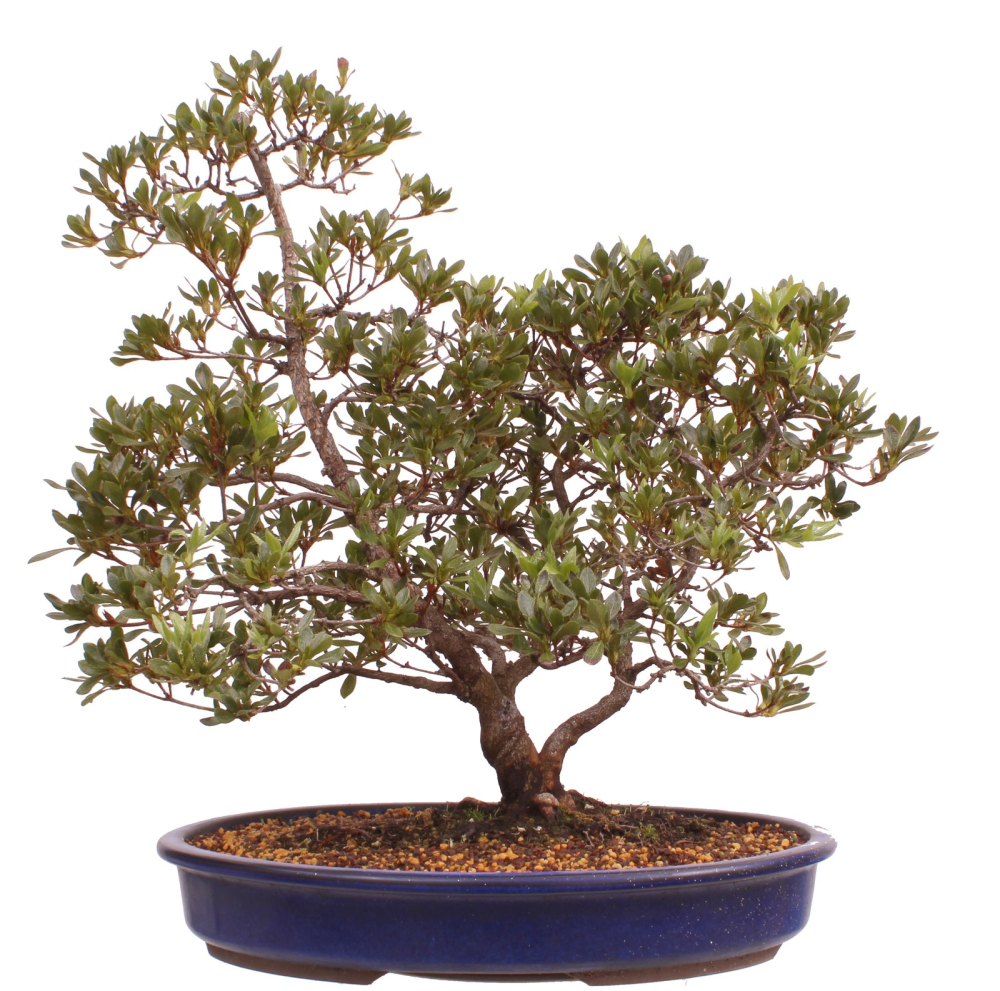 Bonsai Japanische Satsuki Azalee 'Beniko' Rhododendron indicum 229/140