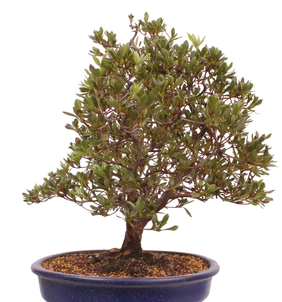 Bonsai Japanische Satsuki Azalee 'Beniko' Rhododendron indicum 229/140