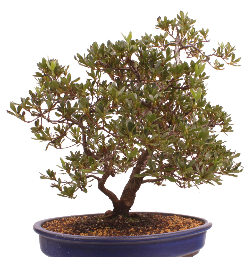 Bonsai Japanische Satsuki Azalee 'Beniko' Rhododendron indicum 229/140