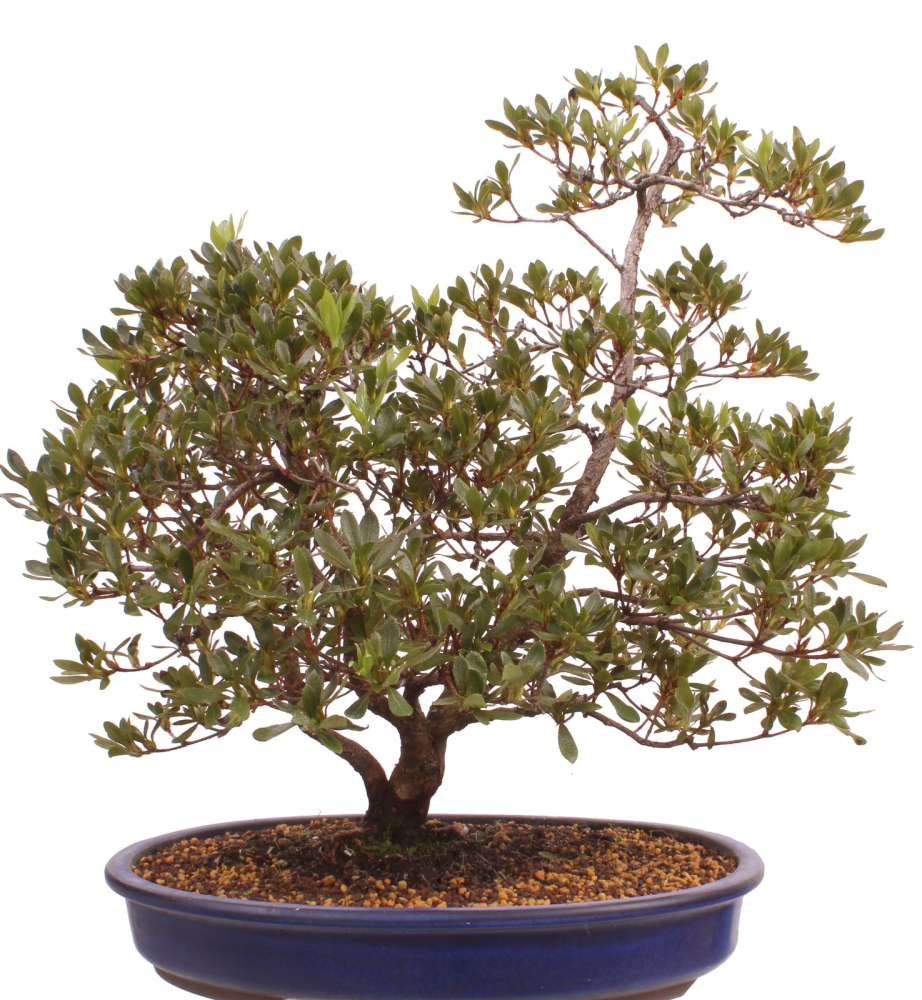 Bonsai Japanische Satsuki Azalee 'Beniko' Rhododendron indicum 229/140