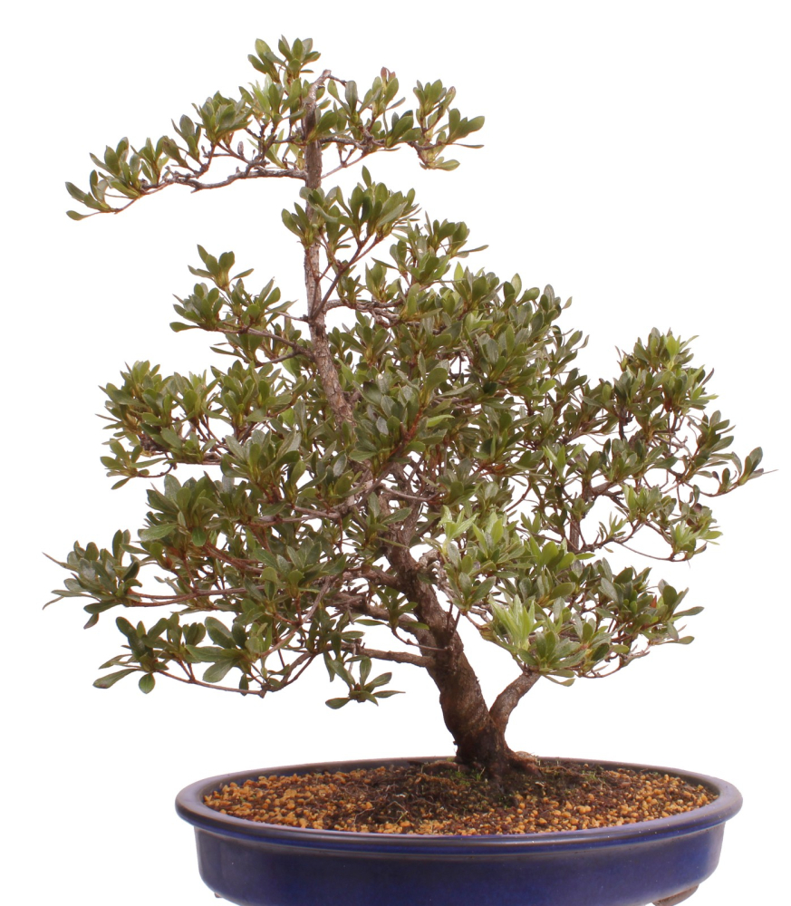 Bonsai Japanische Satsuki Azalee 'Beniko' Rhododendron indicum 229/140